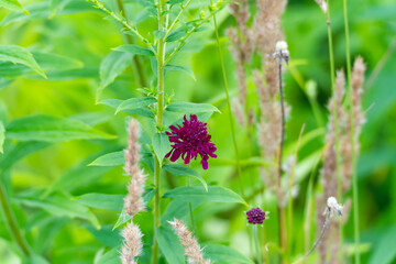 A dark purple scabiosa Scabiosa atropurpurea blooms among tall grass. The delicate structures of...
