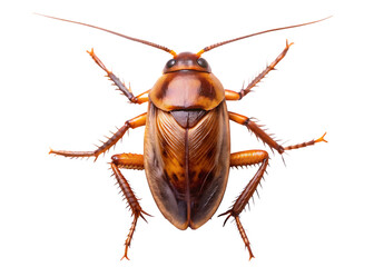 Close up top down view of a brown cockroach  isolated on white background PNG.AI Generated.