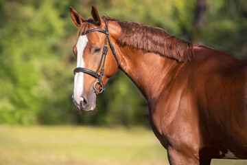Horse portrait in bridle