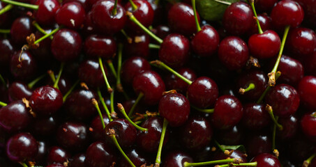So many red cherries shine brightly