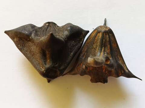 Water caltrop (Trapa natans) dried fruits
