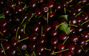 So many red cherries shine brightly