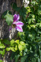 木に紫色の花