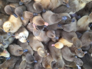 group of wild ducks on the cage top view
