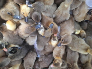 Seen from above, a group of fluffy duckling gathers closely together