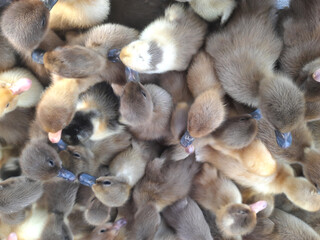 newborn baby chicks top view