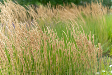 Uniform golden grasses. A dense strip of golden grasses stretches into the distance. The upright stalks appear graphic and orderly.