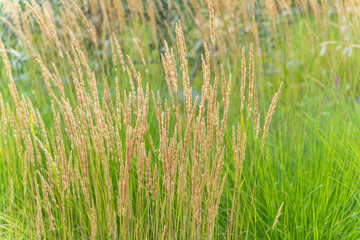 Grasses with focus on individual stalks. Focus on individual golden stalks against a green meadow. The scene shows details of the flower heads in the soft light.