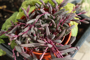 Senecio Othonna capensis Ruby Necklace starzec