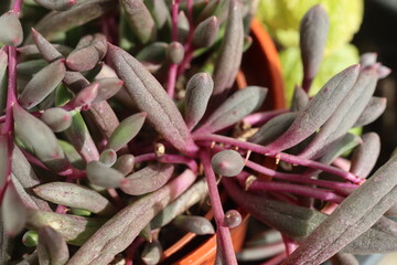 Senecio Othonna capensis Ruby Necklace starzec © Perovskia