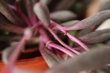 Senecio Othonna capensis Ruby Necklace starzec © Perovskia