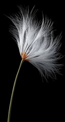 Obraz premium Close-up of a fluffy, white seed head against a black background
