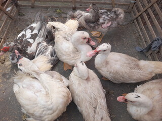 A group of ducks is gathered inside a cage with visible wire or wooden enclosure panels.