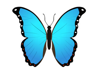 Beautiful winged insect butterfly icon with blue and black morpho wings outspread