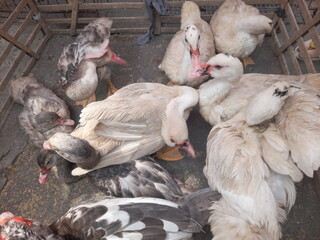 A group of ducks is gathered inside a cage with visible wire or wooden enclosure panels.