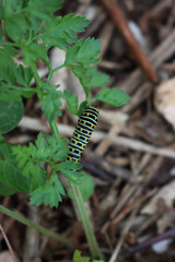 Swallowtail caterpillar of Papilio machaon butterfly eating plant in a sunny day 