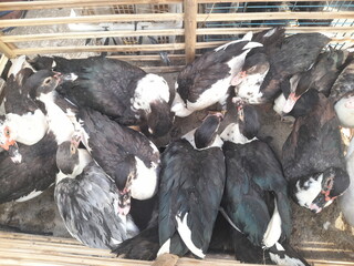 A group of ducks is gathered inside a cage with visible wire or wooden enclosure panels.