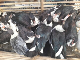 A group of ducks is gathered inside a cage with visible wire or wooden enclosure panels.