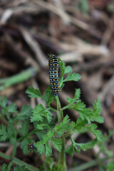 Swallowtail caterpillar of Papilio machaon butterfly eating plant in a sunny day 