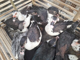 A group of ducks is gathered inside a cage with visible wire or wooden enclosure panels.