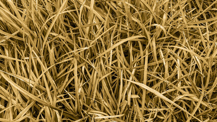 Photo of yellow grass blade texture background