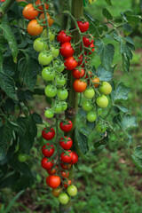 Ripe and unripe red and green cherry tomatoes on branches in the vegetable garden. Tomato plant on summer
