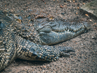 ハノイのトゥーレ公園