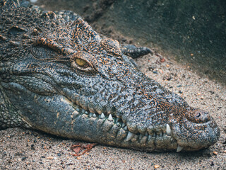 Obraz premium ハノイのトゥーレ公園
