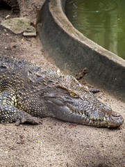 ハノイのトゥーレ公園