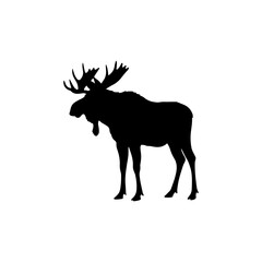 Moose, vector illustration, black silhouette profile
