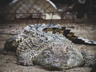 ハノイのトゥーレ公園