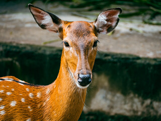 ハノイのトゥーレ公園