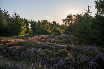 Obraz premium heather in morning light