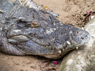 ハノイのトゥーレ公園