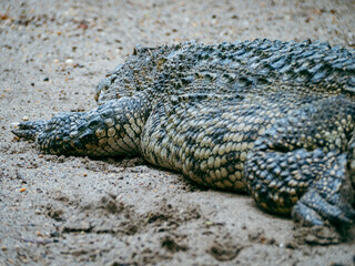 Obraz premium ハノイのトゥーレ公園