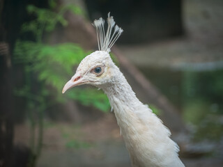 ハノイのトゥーレ公園