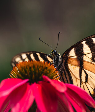 Close up of swallowtail butterfly feeding on flower in summer.