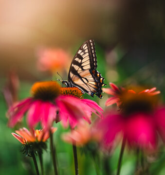 Beautiful swallowtail butterfly on flower in summer garden.