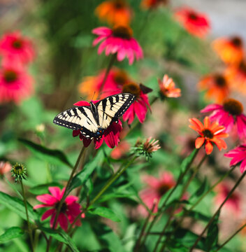 Beautiful swallowtail butterfly on flower in garden in summer.