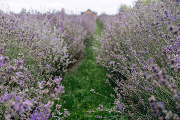A narrow green path cuts through rows of blooming lavender leading toward a wooden house in the...