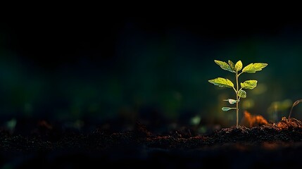 A young sprout emerging from the soil.