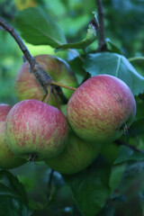 Close-up of red and green Emperor Dallago apples  on branch on tree. Malus domestica
