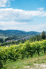 Vineyard rows on a hillside overlooking a small town with mountains in the background. Organic farming, local food systems, farm-to-table, sustainable supply chains