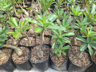 young adenium plants that are developing