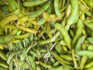 a collection of green soybeans that have just been harvested
