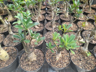 young adenium plants that are developing