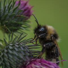 BUMBLEBEE - An a cute hairy insect on a wild plant in its natural environment

