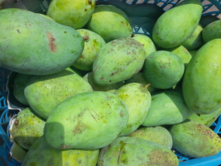 pile of fresh green mangoes that have just been harvested