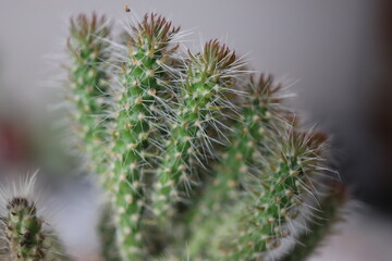 Cylindropuntia imbricata subsp. spinosior Monstruosa opuncja © Perovskia