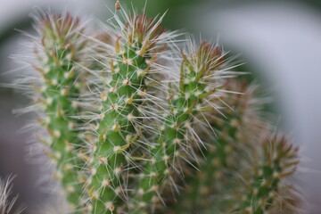 Cylindropuntia imbricata subsp. spinosior Monstruosa opuncja © Perovskia